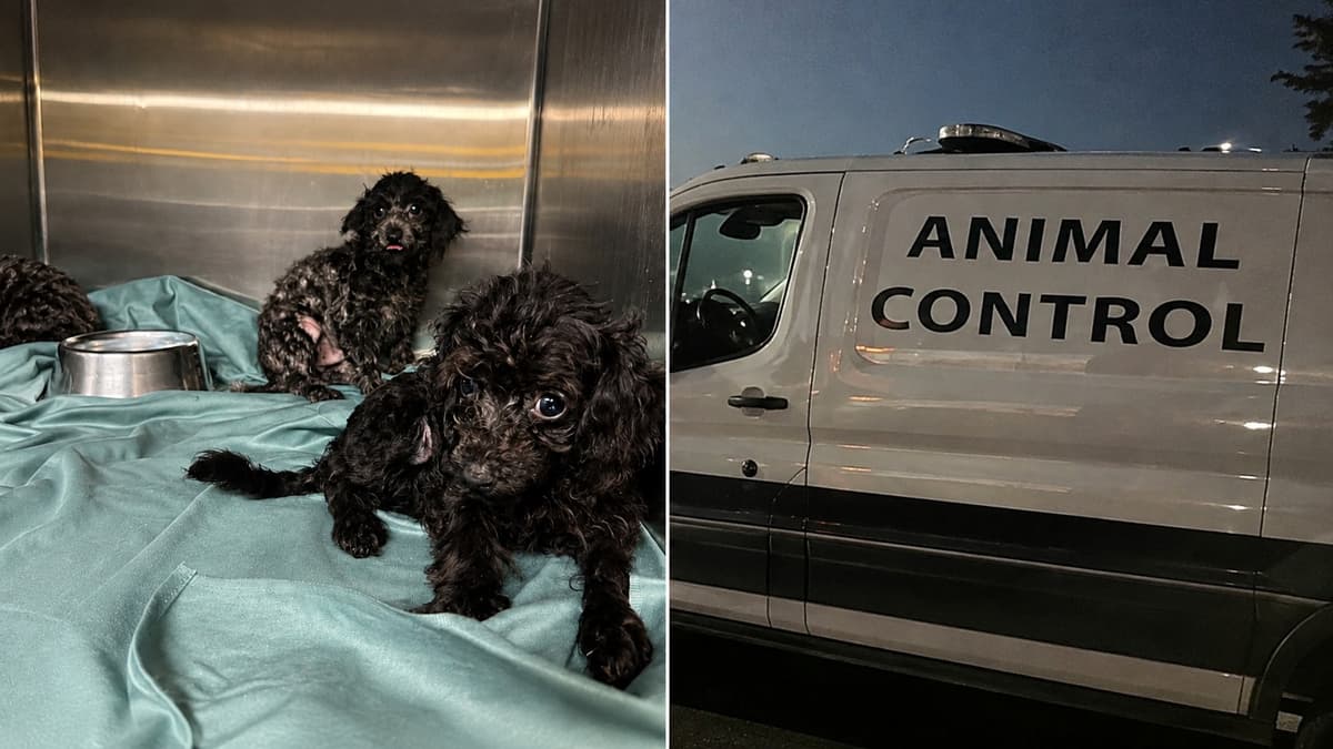 97 Dogs Seized From a Fort McMurray Alberta Home After Neighbours Heard Crying