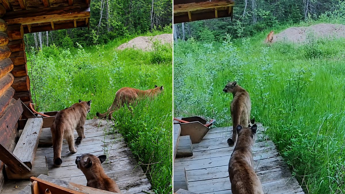 Rare Alberta Cougar Family Spotted on Trail Camera Just West of Calgary